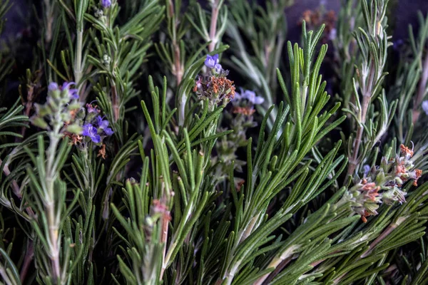 Rosemary Graniczy Szarym Teksturowanym Tłem Aromatyczne Zdjęcie Góry Rośliny Zioła — Zdjęcie stockowe