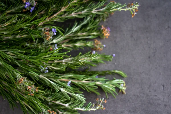 Gri desenli arka planda biberiye sınırları. Aromatik bitki manzaralı fotoğraf. Şifalı bitkiler kapanıyor.. 