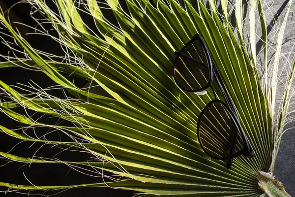 Sonnenbrille Auf Grünem Palmblatt — Stockfoto