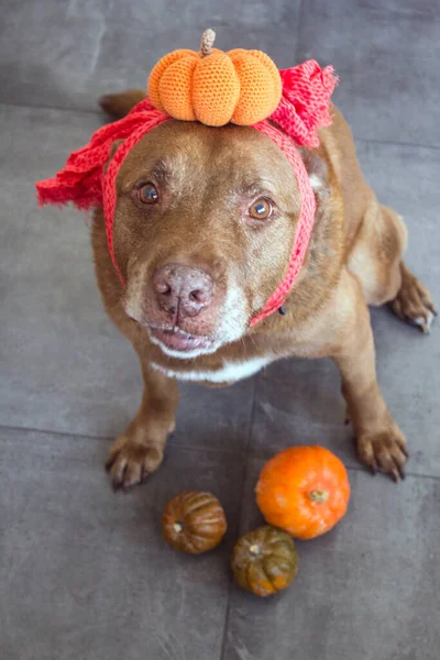 Divertido Perro Marrón Usando Traje Halloween Hecho Mano —  Fotos de Stock