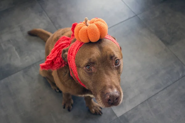 Yapımı Cadılar Bayramı Kostümü Giyen Komik Kahverengi Köpek — Stok fotoğraf