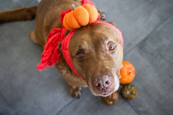 Divertido Perro Marrón Usando Traje Halloween Hecho Mano — Foto de Stock