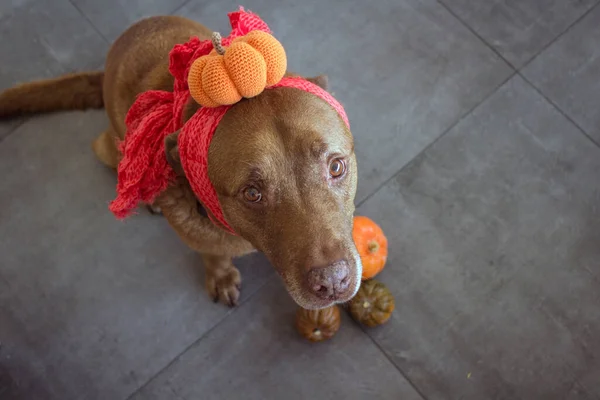 Divertido Perro Marrón Usando Traje Halloween Hecho Mano — Foto de Stock