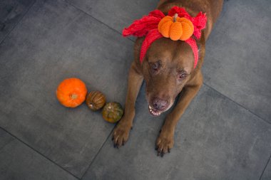 Balkabaklı köpek. Kahverengi Labrador köpeği gri desenli arka planda Cadılar Bayramı kostümü giyiyor. 