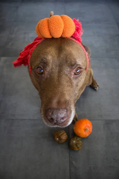 Divertido Perro Marrón Usando Traje Halloween Hecho Mano —  Fotos de Stock