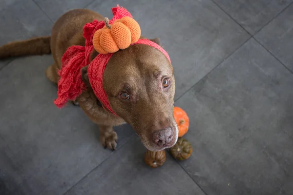 Divertido Perro Marrón Usando Traje Halloween Hecho Mano — Foto de Stock
