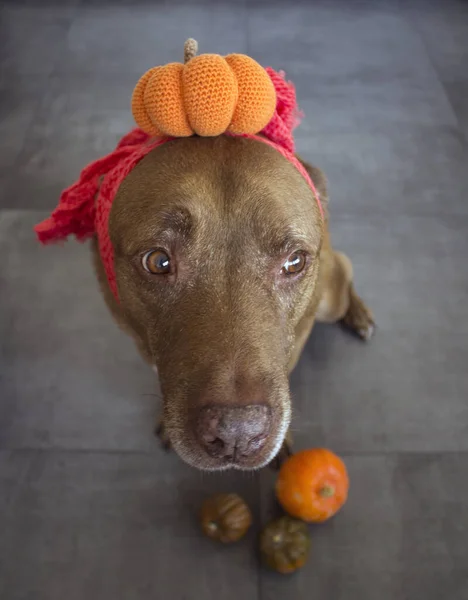 Perro Adulto Mixto Labrador Con Sombrero Calabaza Halloween Ideas Vestuario — Foto de Stock