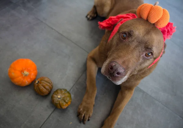 Perro Con Calabazas Perro Labrador Marrón Con Disfraz Halloween Sobre —  Fotos de Stock