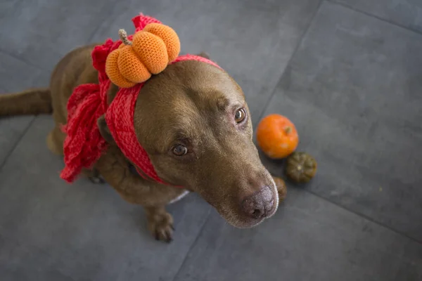 Perro Con Calabazas Perro Labrador Marrón Con Disfraz Halloween Sobre — Foto de Stock