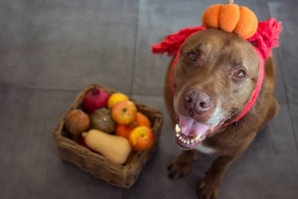 Cute ginger dog with a basket full of autumn vegetables.