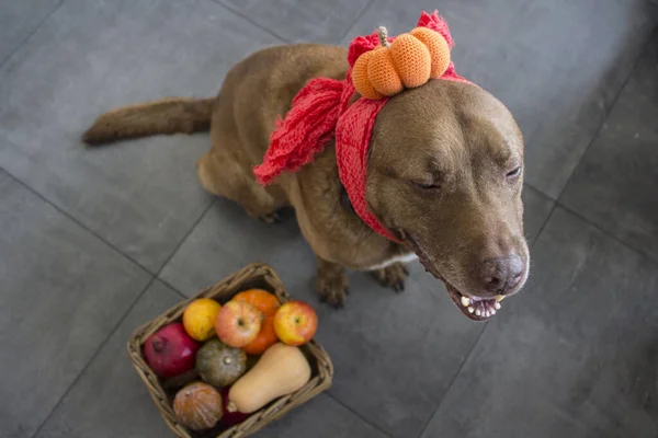 Cute ginger dog with a basket full of autumn vegetables.