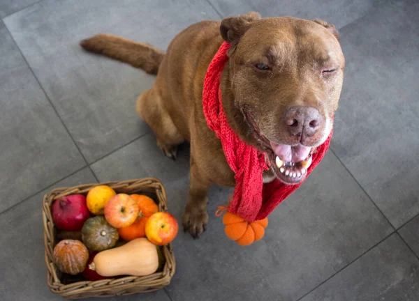 Lindo Perro Jengibre Con Una Cesta Llena Verduras Otoño —  Fotos de Stock