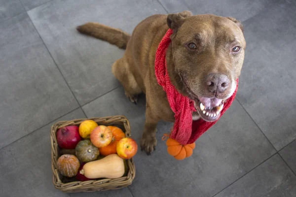 Cute Ginger Dog Basket Full Autumn Vegetables — Stock Photo, Image