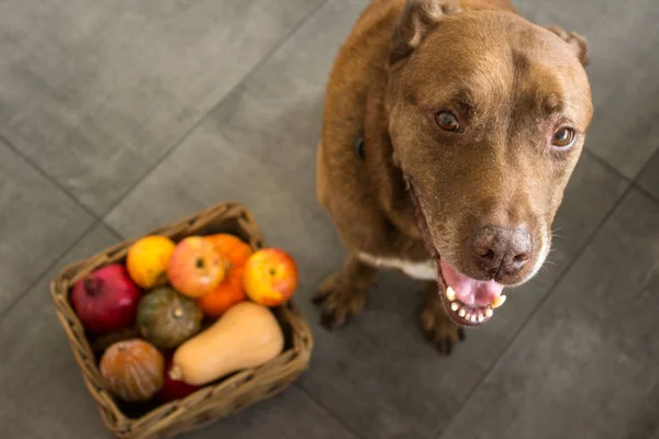 Cute Ginger Dog Basket Full Autumn Vegetables — Stock Photo, Image
