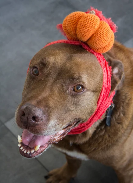 Perro Adulto Mixto Labrador Con Sombrero Calabaza Halloween Ideas Vestuario —  Fotos de Stock