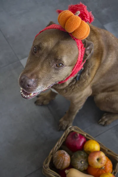 Perro Adulto Mixto Labrador Con Sombrero Calabaza Halloween Ideas Vestuario —  Fotos de Stock