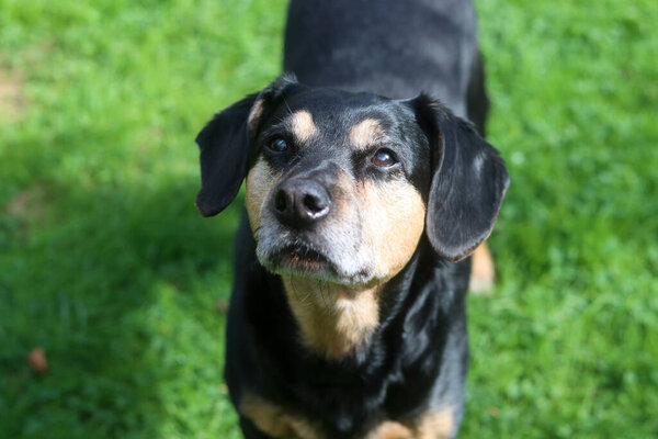 Closer up portrait of a black and brown dog. Mixed breed senior dog. Happy pet life concept. 