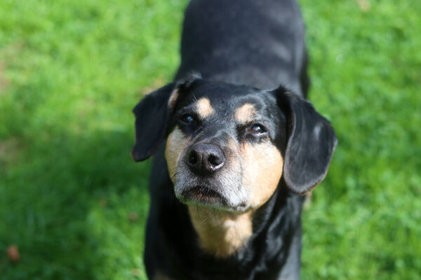 Closer up portrait of a black and brown dog. Mixed breed senior dog. Happy pet life concept. 