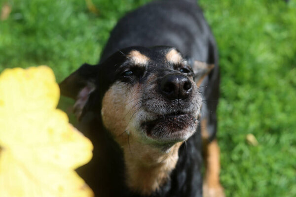Closer up portrait of a black and brown dog. Mixed breed senior dog. Happy pet life concept. 