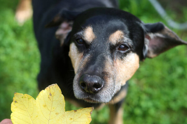 Closer up portrait of a black and brown dog. Mixed breed senior dog. Happy pet life concept. 