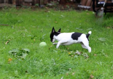 Bahçede top oynayan küçük bir chihuahua köpeği.