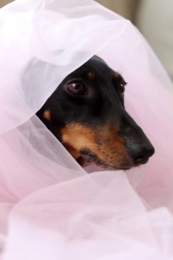 Dachshund köpeği pembe bir tül içinde, küçük şirin bir köpeğin yakın plan portresi.