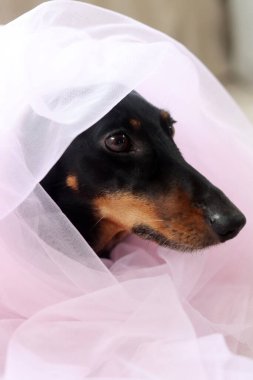 Dachshund köpeği pembe bir tül içinde, küçük şirin bir köpeğin yakın plan portresi.