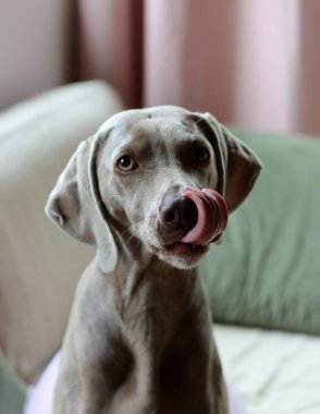 Güzel Weimaraner köpeği kameraya bakıyor. Seçici odak.