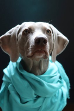 Güzel Weimaraner köpeği kameraya bakıyor. Seçici odak.
