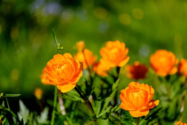 Bright Orange Flowers Deep Green Background — Stock Photo, Image