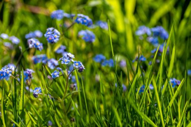 Unutma beni, küçük gökyüzü mavisi çiçekler. Saflık, nezaket ve sadakatle ilişkilidir. Güzel manzara tasarımı dekorasyonu.