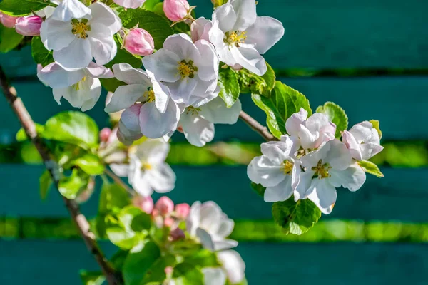 Bir dal elma ağacı. Filizde birkaç beyaz çiçek, pembe tomurcuklar, taze yeşil yapraklar, temiz bitki dokuları bulunur. Arka planda yeşil ahşap tahtalar var..