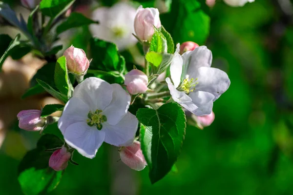 Bir dal elma ağacı. Filizde birkaç beyaz çiçek, pembe tomurcuklar, taze yeşil yapraklar, temiz bitki dokuları bulunur. Arka planda bulanık bitki örtüsü.