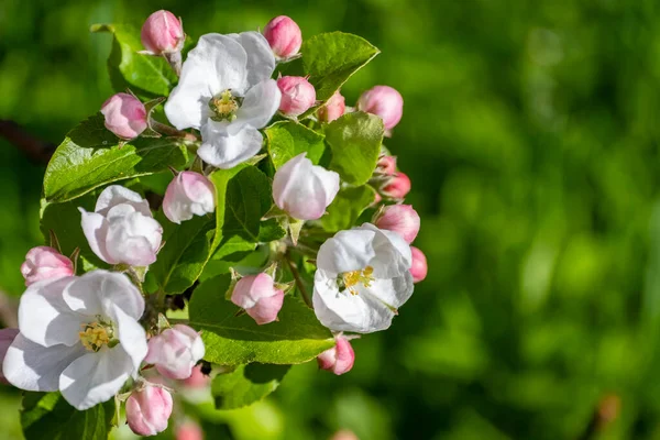 Bir dal elma ağacı. Filizde birkaç beyaz çiçek, pembe tomurcuklar, taze yeşil yapraklar, temiz bitki dokuları bulunur. Arka planda bulanık bitki örtüsü.