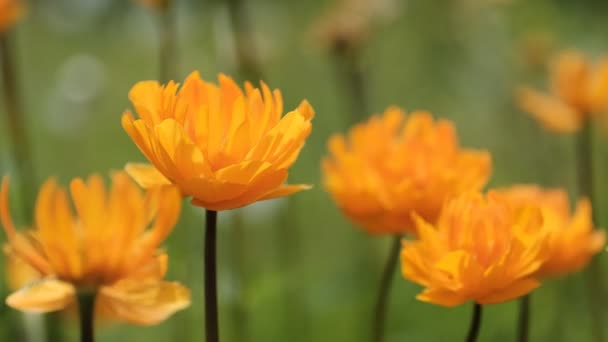 Jasné Oranžové Květy Kolébající Větru Zaoblené Pupeny Vypadají Jako Mandarinky — Stock video