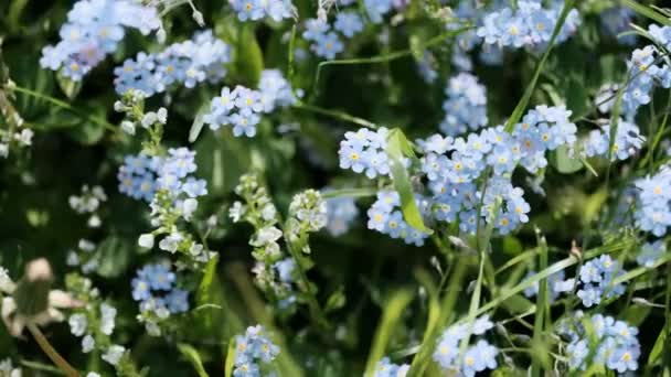 忘れられない私ではなく 緑の牧草地に 光の夏の風に揺れる小さな空青の花 純粋さ 優しさ 忠誠心に関連しています 静けさと平和の感覚 — ストック動画