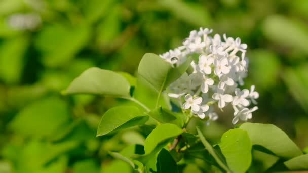 小さなアリと白いライラックを開花させる小枝 明るい緑の葉の背景 — ストック動画