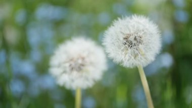 Yumuşak, koyu yeşil arka planda pofuduk karahindiba çiçeği, yumuşak tonlar, hafif rüzgar çiçeği emiyor. Arkaplan yumuşak ve bulanık. 