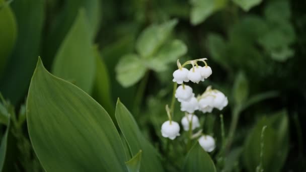 風に揺れる白い小さな花々の多い谷のユリ 夏は空気中です 背景の深い緑の植生がぼやけているものもあります — ストック動画
