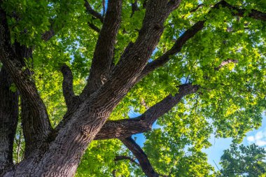 Taze, sulu, yeşil meşe ağacı yaprakları. Arka planda mavi gökyüzüne karşı güzel, unutulmaz bir şekli var. Parlak yaz ışığında meşe yapraklarını görebilirsiniz. Bu da onu daha doygun ve renkli gösterir..
