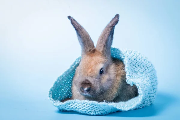 Милый Пушистый Кролик Прячется Голубой Вязаной Шляпе Синем Фоне Пасхальный — стоковое фото