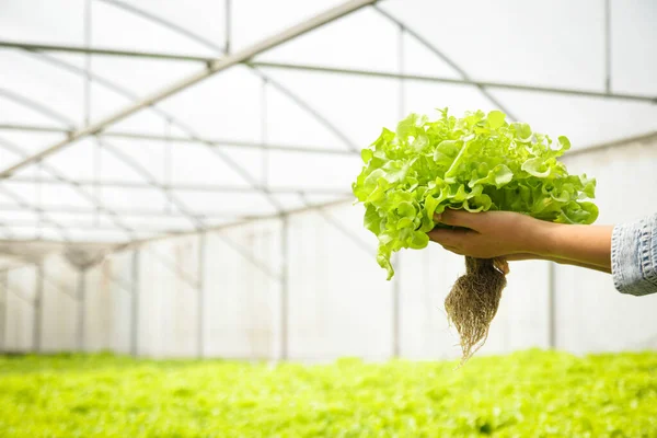Üvegházban Termesztett Bio Saláta Zöldségeket Tartó Lány Modern Technológia Hidroponikus — Stock Fotó