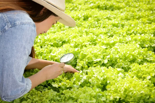 Las Agricultoras Tienen Una Lupa Para Encontrar Insectos Comprobar Calidad —  Fotos de Stock