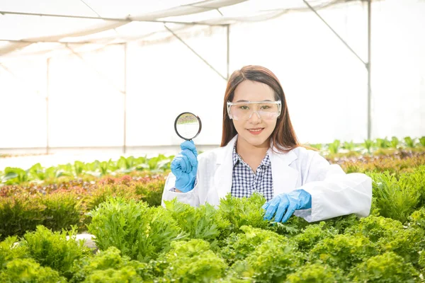 Investigador Con Lupa Para Estudiar Verduras Cultivadas Con Sistemas Hidropónicos — Foto de Stock
