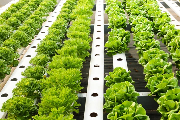 Hydroponic Salad Non-toxic in cultivated greenhouses. Healthy eating ideas, growing vegetables, kitchen gardens