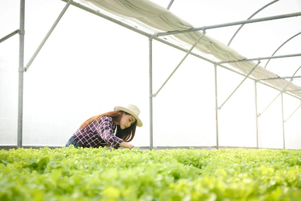 Jóvenes Empresarios Asiáticos Cultivan Verduras Ecológicas Para Exportar Extranjero Ella —  Fotos de Stock