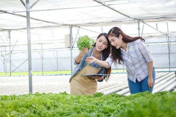 Jóvenes Empresarios Asiáticos Cultivan Verduras Ecológicas Para Exportar Extranjero Ella —  Fotos de Stock