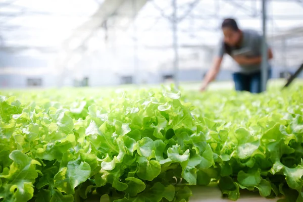 Werknemers Controleren Kwaliteit Van Biologische Groenten Die Boerderij Worden Geteeld — Stockfoto