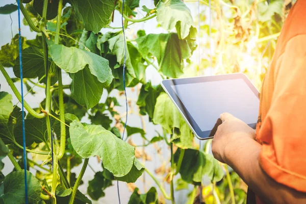 Férfi Gazdálkodók Modern Technológiával Állítanak Elő Dinnyefarmokat Digitális Táblagépeket Hordanak — Stock Fotó