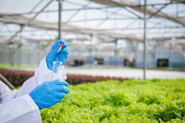 Moderne Biologische Groenteboerderijen Testen Landbouwonderzoekers Planten Water Met Wetenschappelijke Reageerbuizen — Stockfoto